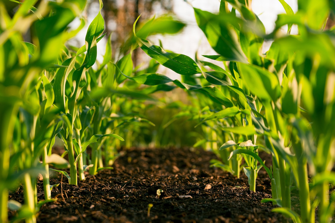 Crop spraying
